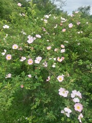 rosehip flowers on beautiful summer day