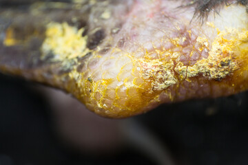 close-up photo of a crow callus on the knee joint