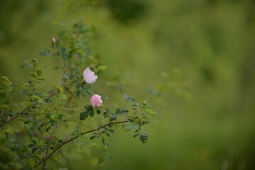 rosehip flowers on beautiful summer day