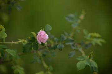 rosehip flowers on beautiful summer day