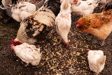 Multi-colored chickens and rooster eat wheat. Chicken farm in the countryside. Hens in the chicken coop in the village.