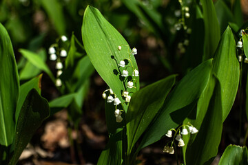 green leaves and white lily of the valley