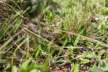 the lizard disguised itself in the grass