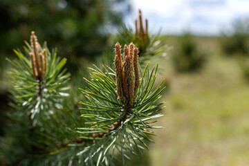 close up of pine cone