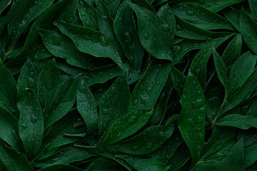 The leaves dark green color with dew drops, full frame, used as background