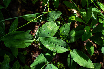 green leaves on a black background, rain drops on green leaf