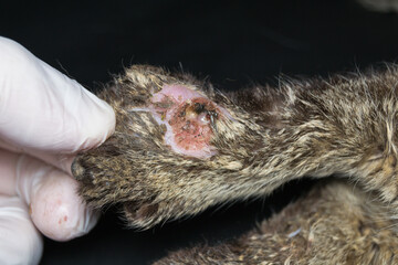 close-up photo of cat leg with large bite wound  infected