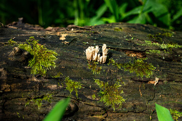 mushrooms like corals grow on a tree trunk among moss