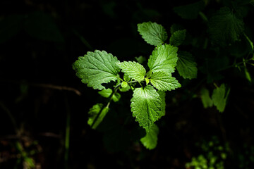 green leaves on a black background