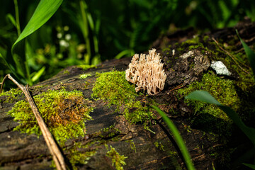 mushrooms like corals grow on a tree trunk among moss