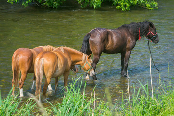 horse close-up in summer  season at the river