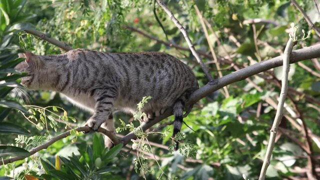 A Spotted cat sitting on a tree branch smelling prey