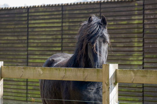 Friesian horse behind a wooden fence, Dessel, Belgium