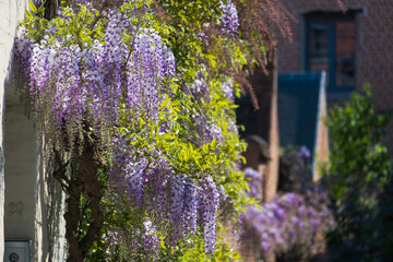 Chinese wisteria is cultivated in some alleys in the old town of Mechelen. With its fresh colors, this ornamental plant brings joy to the city, especially during spring, when the flowers are blooming.