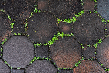 green grasses growth on groove of brick floor.