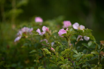 rosehip flowers on beautiful summer day
