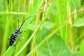 Fototapeta premium A long-horned corn beetle that lives hard in the grass