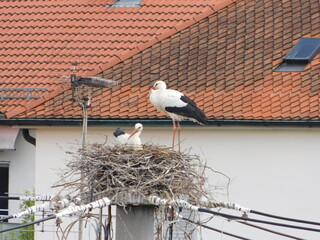 Störche mit Nest