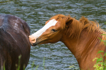 horse close-up in summer  season at the river