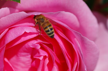 Close-up of beautiful light pink rose flower with bee. Rose blossom. Macro. Isolated. Standalone.