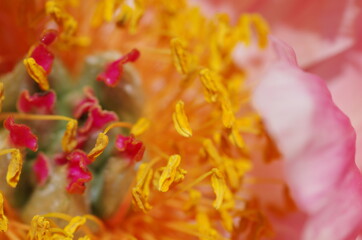 Naklejka na ściany i meble Close-up of beautiful light pink peony flower. Peony blossom. Macro. Standalone. Isolated.