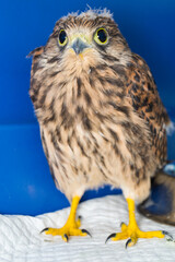 young hawk at the veterinary clinic