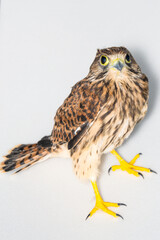 young hawk at the veterinary clinic