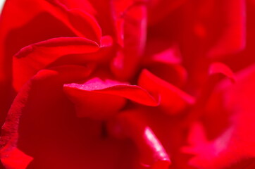 Fototapeta na wymiar Close-up of beautiful bright red rose flower. Rose blossom. Rose petals. Macro. Isolated. Standalone.