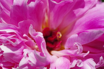 Fascinating Close-up of beautiful light pink peony flower. Peony blossom. Macro. Standalone. Isolated. 