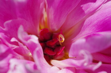 Fascinating Close-up of beautiful light pink peony flower. Peony blossom. Macro. Standalone. Isolated. 