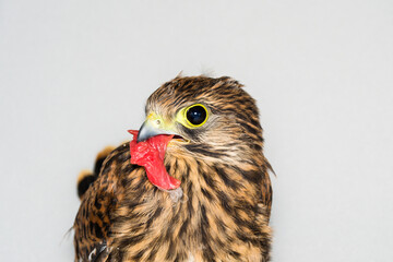 young hawk feeding with raw  beef meat at the veterinary clinic