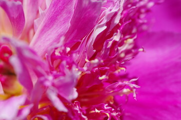 Fascinating Close-up of beautiful light pink peony flower. Peony blossom. Macro. Standalone. Isolated. 