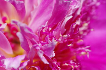 Fascinating Close-up of beautiful light pink peony flower. Peony blossom. Macro. Standalone. Isolated. 
