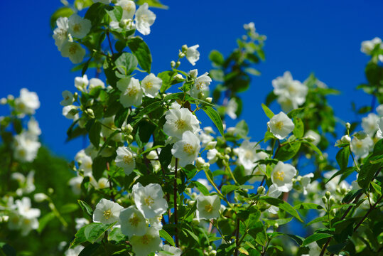 Grove of Seringat (Jasmine of poets) or Philadelphus, with white flowers