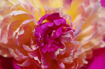 peony flower, peony blossom, peony petals, rose flower, rose blossom, red, light red, dark red, cherry red, peony flower isolated, peony flower macro, peony flower close-up, rose, flower, peony flower