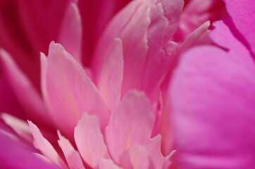 Obraz premium Fascinating Close-up of beautiful light pink peony flower. Peony blossom. Macro. Standalone. Isolated. 