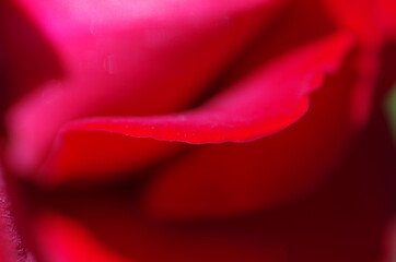 Close-up of wonderful bright red rose blossom. Macro. Isolated. Standalone.