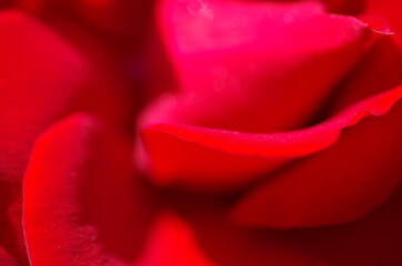 Close-up of wonderful bright red rose blossom. Macro. Isolated. Standalone.