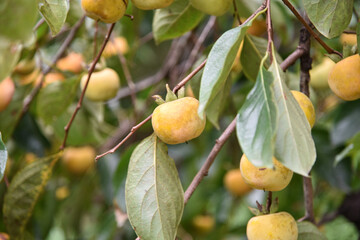 Persimmons ripe in the autumn season and production process
