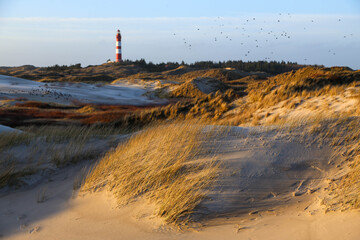 Lighthouse amidst marram grass and sand dunes in Amrum, North frisian island in Schleswig Holstein,...