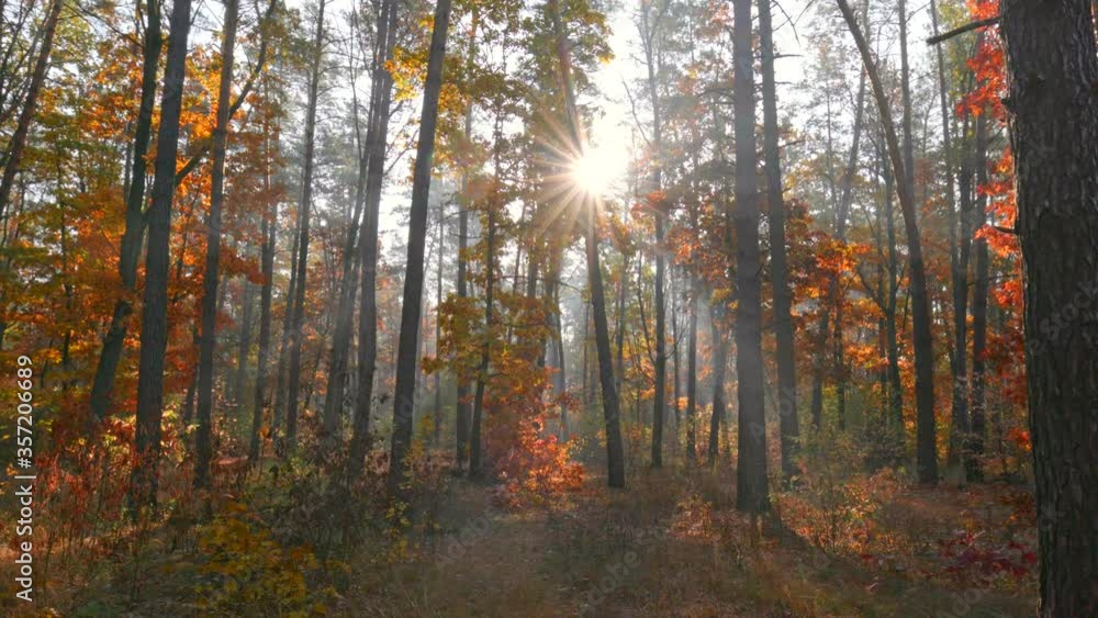 Poster autumn nature concept. camera moving through the autumn trees in morning mist forest. sun breaking t