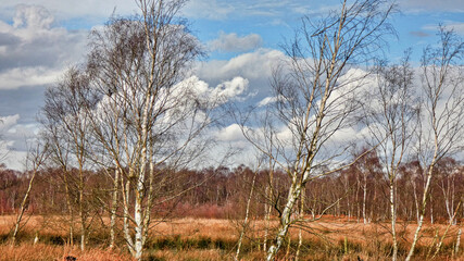 English woodland glade on a cold spring morning
