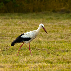 White Stork in a meadow