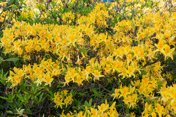 Beautiful outdoor floral background with yellow and pink rhododendrons. Bush of delicate yellow and pink flowers of azalea or Rhododendron plant in a sunny spring day