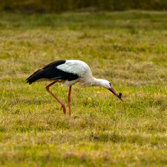 White Stork in a meadow