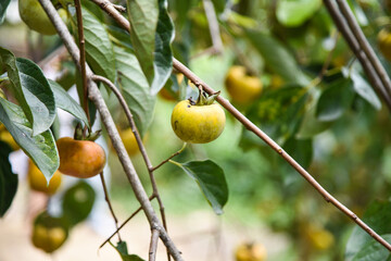 Persimmons ripe in the autumn season and production process