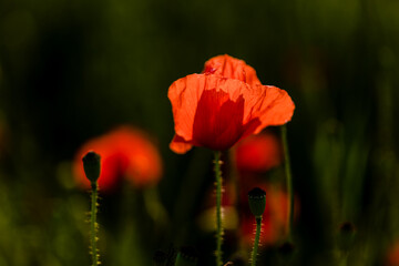 Obraz premium red poppy in the field