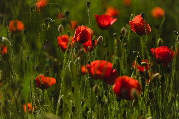 Obraz premium czerwone maki w polu
