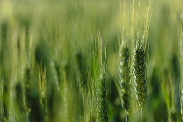 Fototapeta premium green wheat field in summer