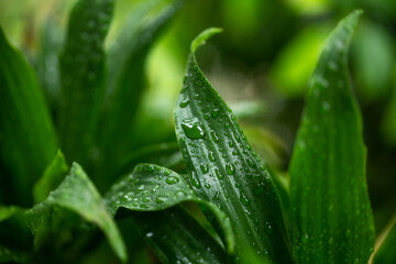 Large drops of transparent rain water on a green leaf macro.Drops of dew in the morning glow.leaf texture in nature.